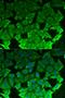 Ran GTPase Activating Protein 1 antibody, orb167295, Biorbyt, Immunofluorescence image 
