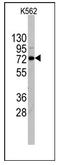 DEAD-Box Helicase 4 antibody, AP11352PU-N, Origene, Western Blot image 