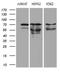 Protein Inhibitor Of Activated STAT 2 antibody, LS-C791578, Lifespan Biosciences, Western Blot image 