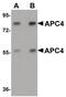 Anaphase-promoting complex subunit 4 antibody, PA5-20945, Invitrogen Antibodies, Western Blot image 