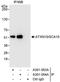 Ataxin-10 antibody, A301-053A, Bethyl Labs, Immunoprecipitation image 