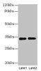 Regucalcin antibody, LS-C376466, Lifespan Biosciences, Western Blot image 