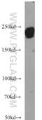 Laminin subunit beta-1 antibody, 23498-1-AP, Proteintech Group, Western Blot image 