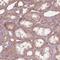 C-Maf Inducing Protein antibody, NBP2-56410, Novus Biologicals, Immunofluorescence image 