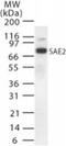 Ubiquitin Like Modifier Activating Enzyme 2 antibody, PA1-41110, Invitrogen Antibodies, Western Blot image 