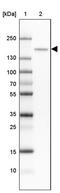 Contactin Associated Protein Like 4 antibody, PA5-63433, Invitrogen Antibodies, Western Blot image 