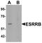 Estrogen Related Receptor Beta antibody, LS-C153690, Lifespan Biosciences, Western Blot image 