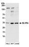 BVR A antibody, A304-527A, Bethyl Labs, Western Blot image 