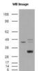 EDL antibody, PA1-16793, Invitrogen Antibodies, Western Blot image 