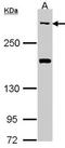 antibody, orb73915, Biorbyt, Western Blot image 