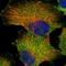 G Protein-Coupled Receptor 142 antibody, HPA031392, Atlas Antibodies, Immunofluorescence image 