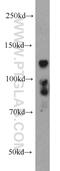 Bone Morphogenetic Protein Receptor Type 2 antibody, 14376-1-AP, Proteintech Group, Western Blot image 