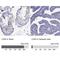 Cell growth-regulating nucleolar protein antibody, NBP1-86827, Novus Biologicals, Immunohistochemistry paraffin image 