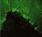 Discs Large MAGUK Scaffold Protein 2 antibody, NB300-546, Novus Biologicals, Immunocytochemistry image 