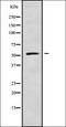 Double Homeobox 5 antibody, orb336258, Biorbyt, Western Blot image 