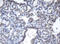 Chromobox 8 antibody, LS-C175332, Lifespan Biosciences, Immunohistochemistry paraffin image 