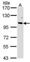 Fbp5B antibody, orb73988, Biorbyt, Western Blot image 