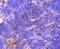 Nerve Growth Factor antibody, NBP2-67406, Novus Biologicals, Immunohistochemistry paraffin image 