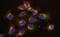 Sirtuin 3 antibody, PA5-19732, Invitrogen Antibodies, Immunofluorescence image 