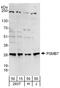 Proteasome Subunit Beta 7 antibody, A303-848A, Bethyl Labs, Western Blot image 