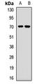Poly(A) Binding Protein Cytoplasmic 4 antibody, orb412409, Biorbyt, Western Blot image 