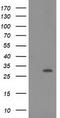 15-Hydroxyprostaglandin Dehydrogenase antibody, CF502561, Origene, Western Blot image 