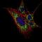 Kelch Like Family Member 11 antibody, NBP1-51625, Novus Biologicals, Immunofluorescence image 