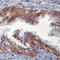 Sphingosine-1-Phosphate Receptor 5 antibody, LS-C88006, Lifespan Biosciences, Immunohistochemistry paraffin image 