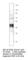 Pep antibody, IRSN-101AP, FabGennix, Western Blot image 
