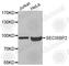 SECIS Binding Protein 2 antibody, A4958, ABclonal Technology, Western Blot image 