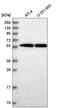 Serum Amyloid A Like 1 antibody, HPA039003, Atlas Antibodies, Western Blot image 