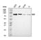 Spartin antibody, A31948-2, Boster Biological Technology, Western Blot image 