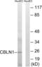 Cerebellin 1 Precursor antibody, abx014342, Abbexa, Western Blot image 