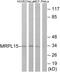 Mitochondrial Ribosomal Protein L15 antibody, GTX87277, GeneTex, Western Blot image 
