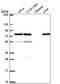 Dpy-19 Like 2 antibody, PA5-67161, Invitrogen Antibodies, Western Blot image 
