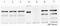 Engulfment And Cell Motility 1 antibody, ab2239, Abcam, Immunoprecipitation image 