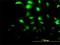 Chloride Intracellular Channel 3 antibody, H00009022-M02, Novus Biologicals, Immunofluorescence image 