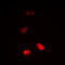 Histone H3 antibody, LS-C356096, Lifespan Biosciences, Immunofluorescence image 