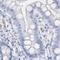 CSNK antibody, NBP1-85436, Novus Biologicals, Immunohistochemistry paraffin image 