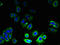 G Protein-Coupled Receptor 21 antibody, LS-C397210, Lifespan Biosciences, Immunofluorescence image 