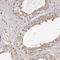 Cell division cycle protein 123 homolog antibody, NBP1-88540, Novus Biologicals, Immunohistochemistry frozen image 