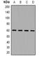 NADPH Oxidase 1 antibody, orb382564, Biorbyt, Western Blot image 