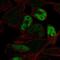 Myogenin antibody, NBP2-54972, Novus Biologicals, Immunocytochemistry image 