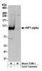 Hypoxia-inducible factor 1-alpha antibody, A300-286A, Bethyl Labs, Western Blot image 