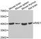mRNA export factor antibody, A6713, ABclonal Technology, Western Blot image 