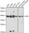 E3 ubiquitin-protein ligase RING2 antibody, A5563, ABclonal Technology, Western Blot image 