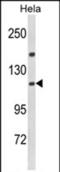 Importin 11 antibody, PA5-72572, Invitrogen Antibodies, Western Blot image 
