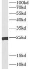 Transcription Factor A, Mitochondrial antibody, FNab08616, FineTest, Western Blot image 