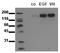 EGFR antibody, AM00037PU-N, Origene, Western Blot image 