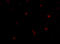 Fasciculation And Elongation Protein Zeta 2 antibody, 4403, ProSci, Immunofluorescence image 